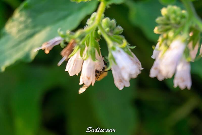 photo d'une abeille sur une fleur