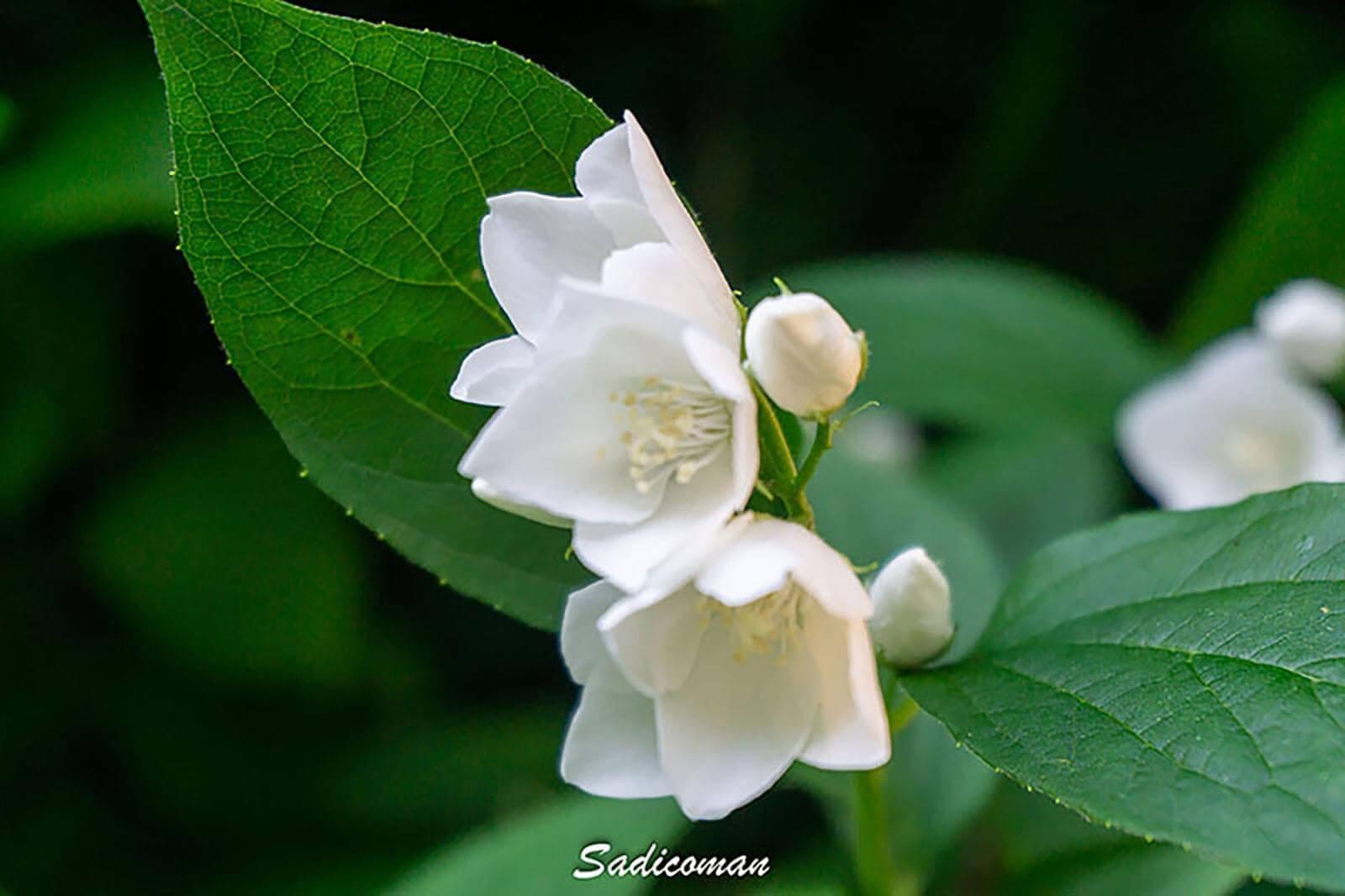 Fleurs blanche