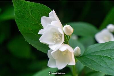 Fleurs blanche